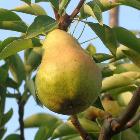 Agriturismo Boschi *