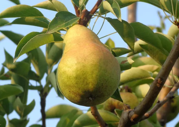 Agriturismo Boschi *