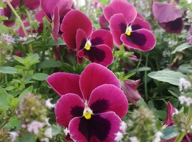 Фермерский дом Agriturismo Boschi Реджиолло