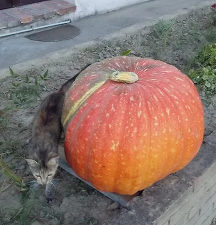 Boschi * 레기올로