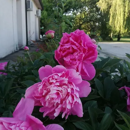 Boschi * 레기올로