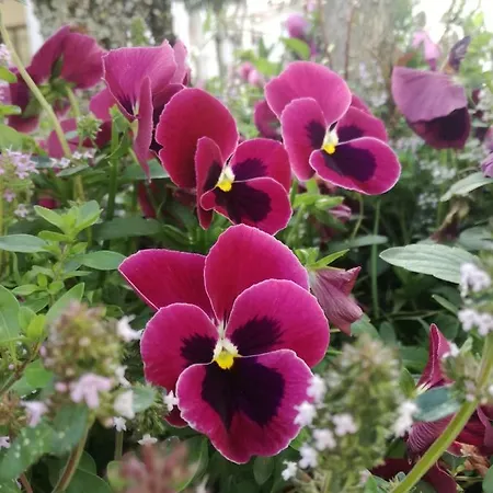 팜스테이 Boschi 레기올로